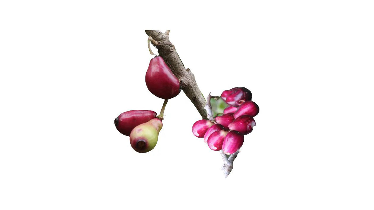 Thai Madan (තායි මාදං බද්ධ) Fruit Plant